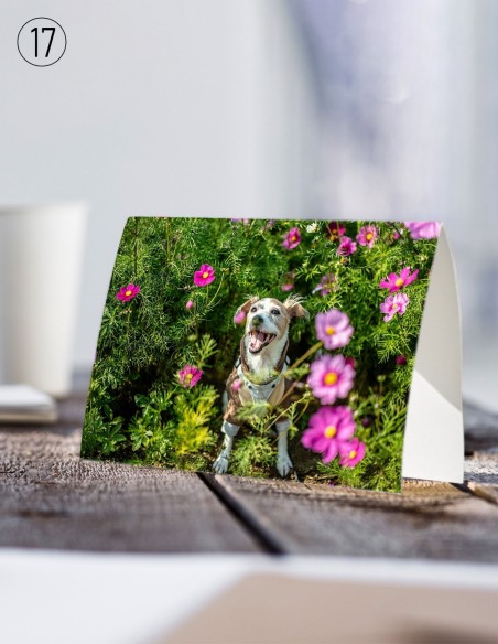 Cartes postales