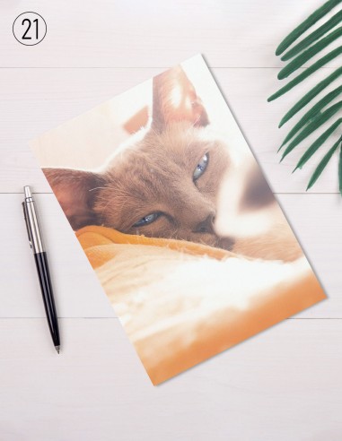 Cartes postales