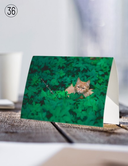 Cartes postales