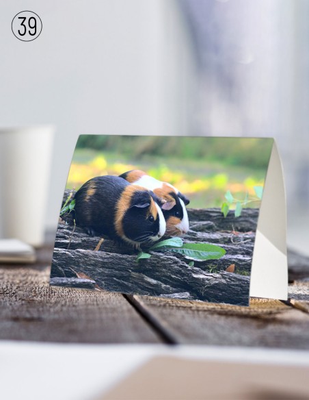 Postkaarten