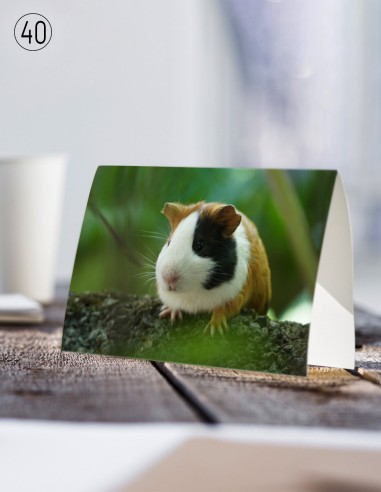 Postkaarten